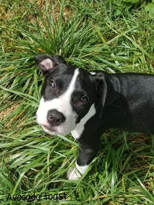 Avocado Toast "Cado", an adoptable Pit Bull Terrier, Bull Terrier in Canal Winchester, OH, 43110 | Photo Image 5