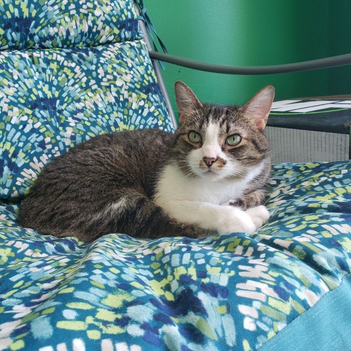 Olive, an adopted Manx in Columbus, OH_image-2