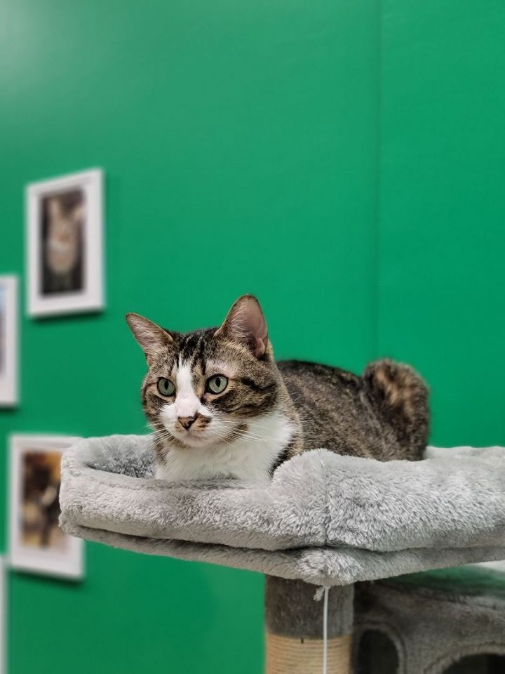 Olive, an adopted Manx in Columbus, OH_image-5