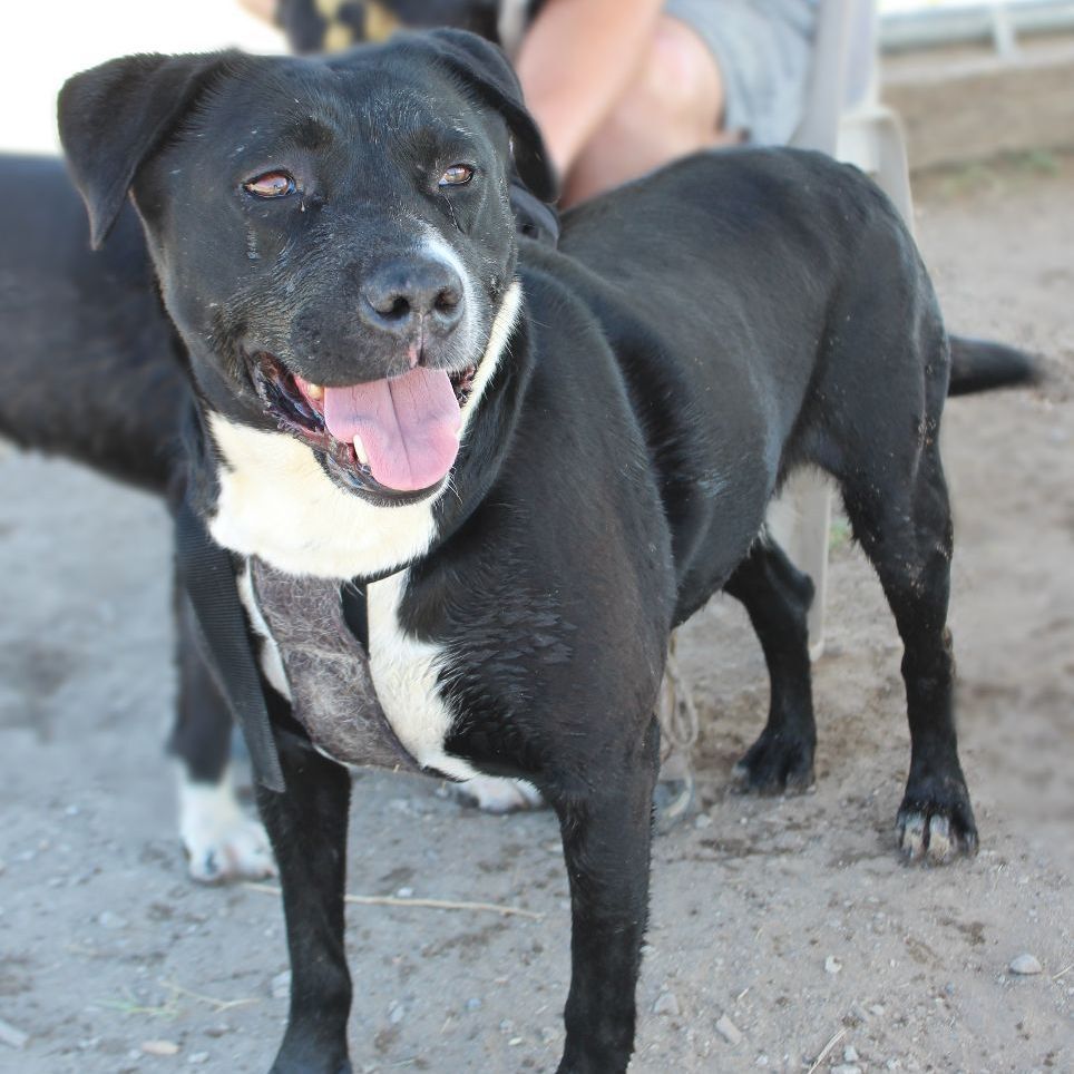Sadie, an adoptable Labrador Retriever in Fallon, NV, 89406 | Photo Image 2