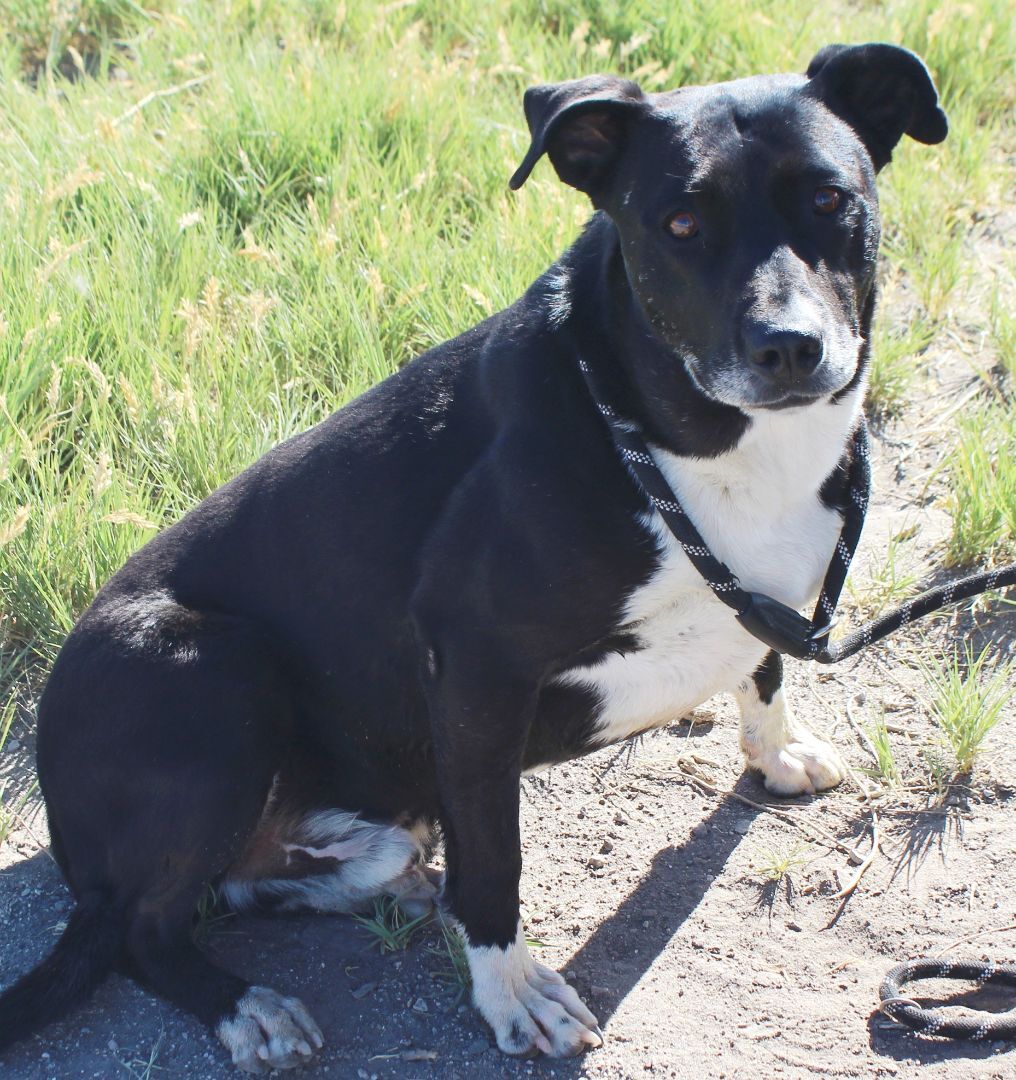 Diesel, an adoptable Labrador Retriever in Fallon, NV, 89406 | Photo Image 2