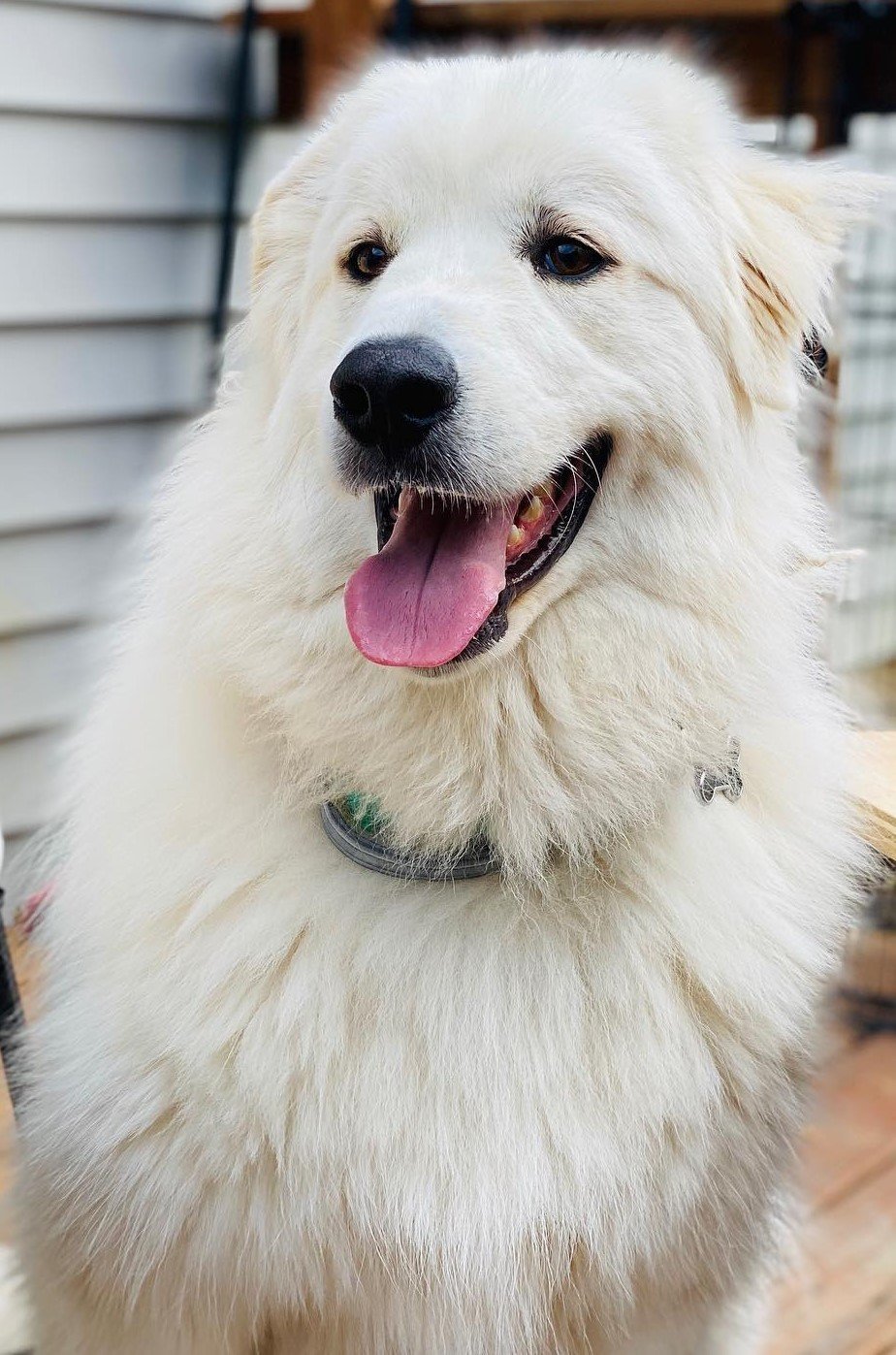 are polish tatra sheepdog noisy