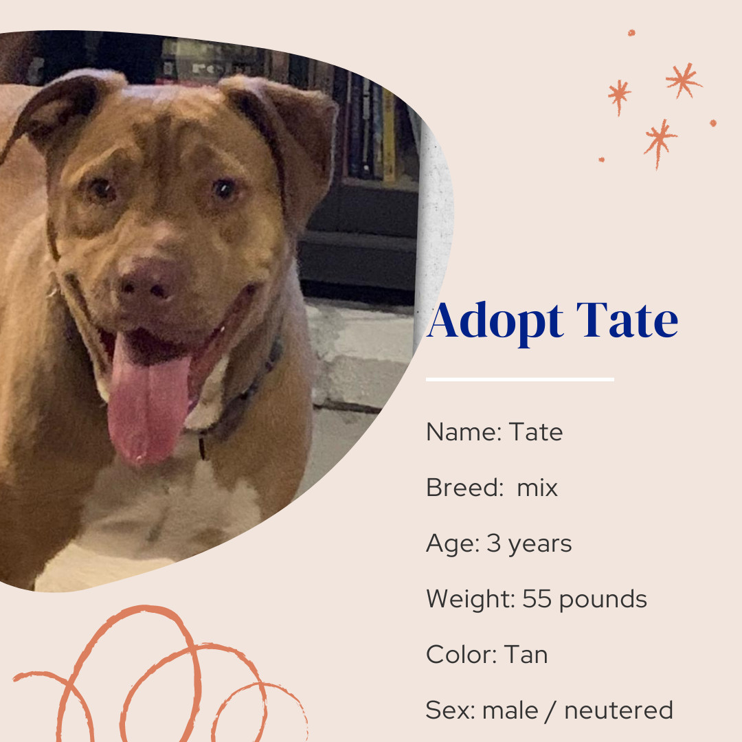 Tate, an adoptable Mixed Breed in Naples, FL, 34102 | Photo Image 1