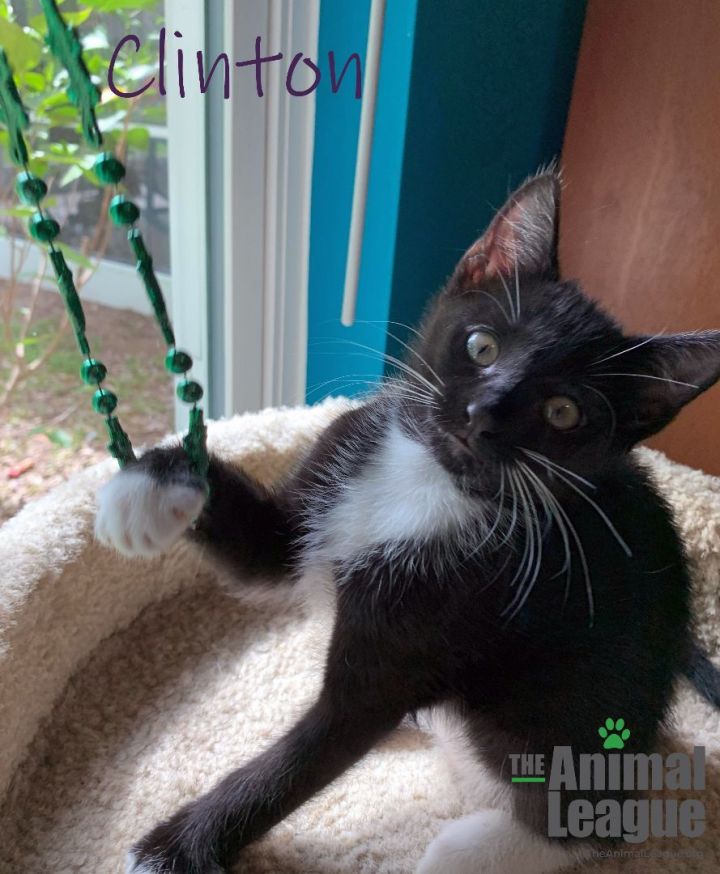 Clinton, an adoptable Tabby Mix in Clermont, FL_image-1