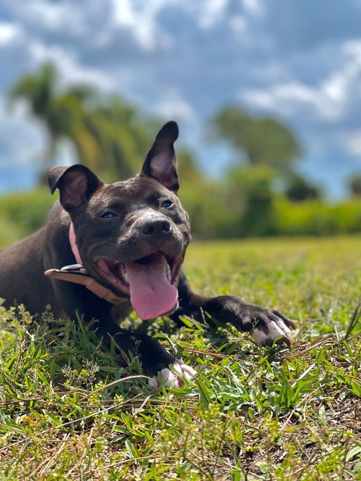 Ivy, an adopted Pit Bull Terrier in Loxahatchee, FL_image-4