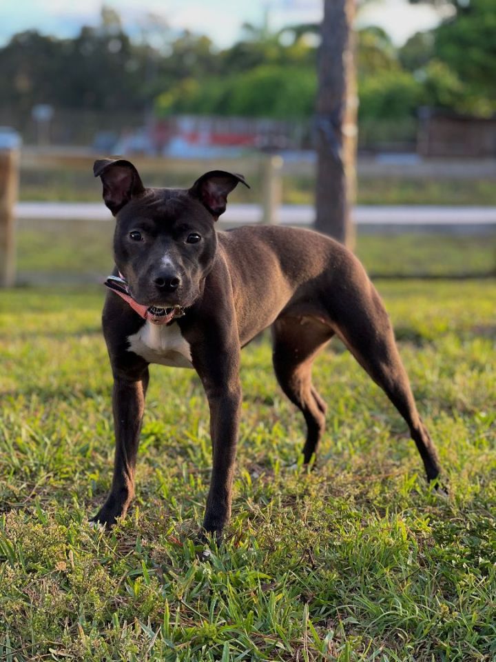 Ivy, an adopted Pit Bull Terrier in Loxahatchee, FL_image-5