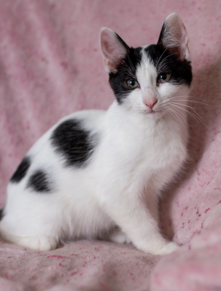 Moo Moo, an adopted Domestic Short Hair in PORTLAND, OR_image-1