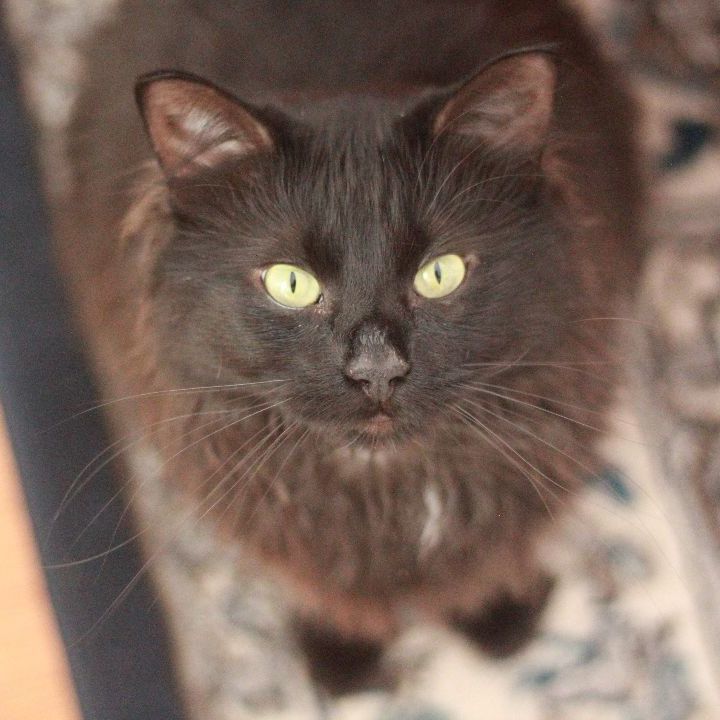 Inky, an adoptable Domestic Long Hair Mix in Minneapolis, MN_image-1