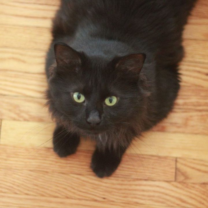 Inky, an adoptable Domestic Long Hair Mix in Minneapolis, MN_image-2