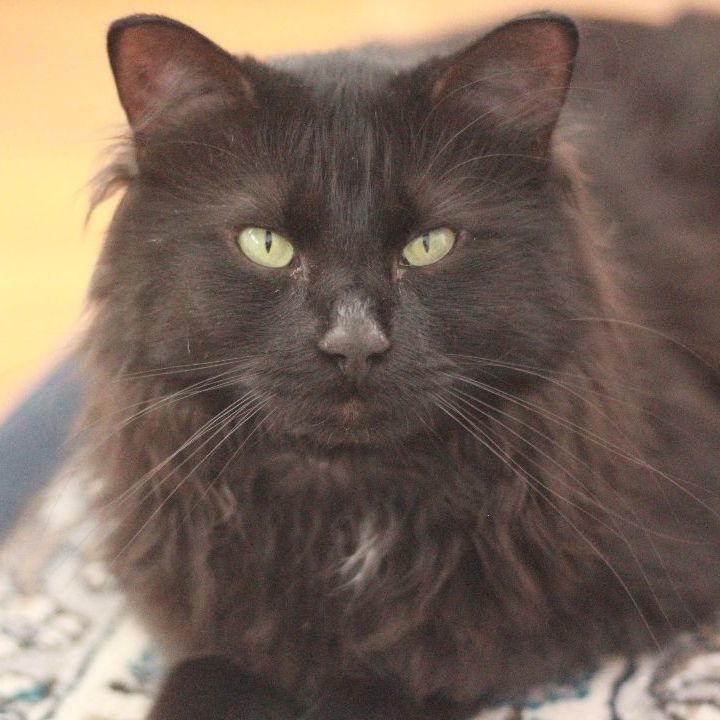 Inky, an adoptable Domestic Long Hair Mix in Minneapolis, MN_image-4