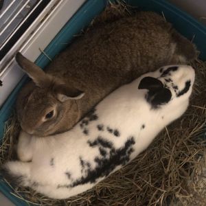 Prim and Katniss, Adult Female unknown