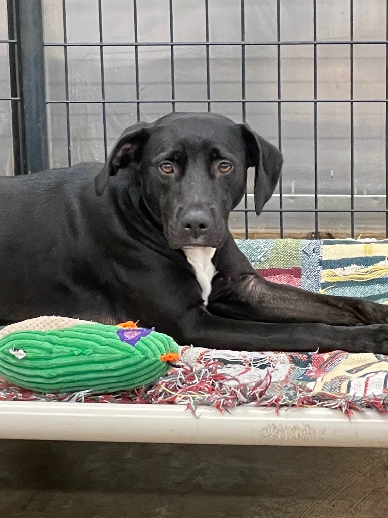 Sadie, an adoptable Labrador Retriever in St. Augustine, FL, 32084 | Photo Image 1