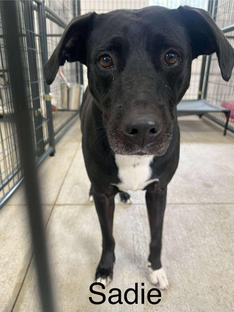 Sadie, an adoptable Labrador Retriever in St. Augustine, FL, 32084 | Photo Image 1