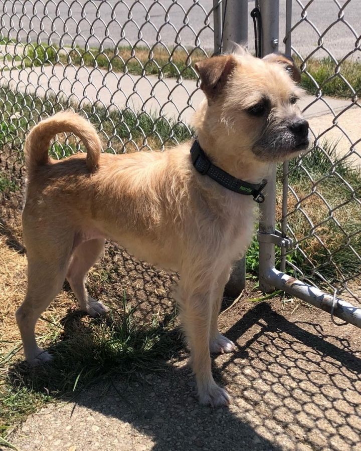 Shirley, an adoptable Cairn Terrier & Border Terrier Mix in Levittown, NY_image-2