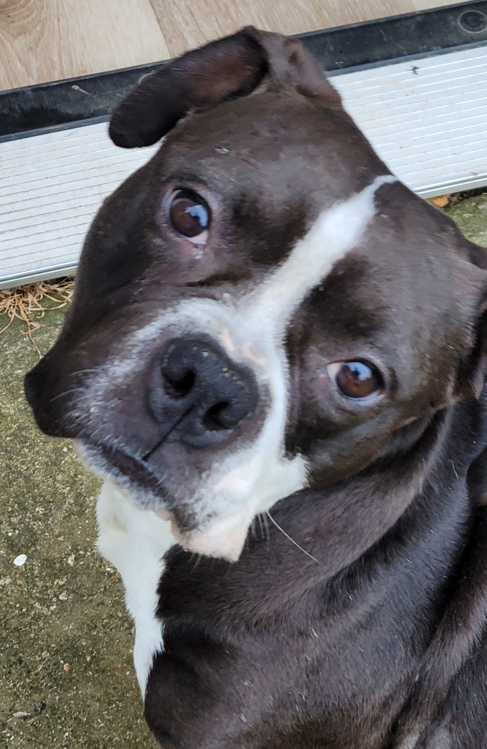 Nellie, an adoptable Pit Bull Terrier in Dallas, GA, 30132 | Photo Image 1