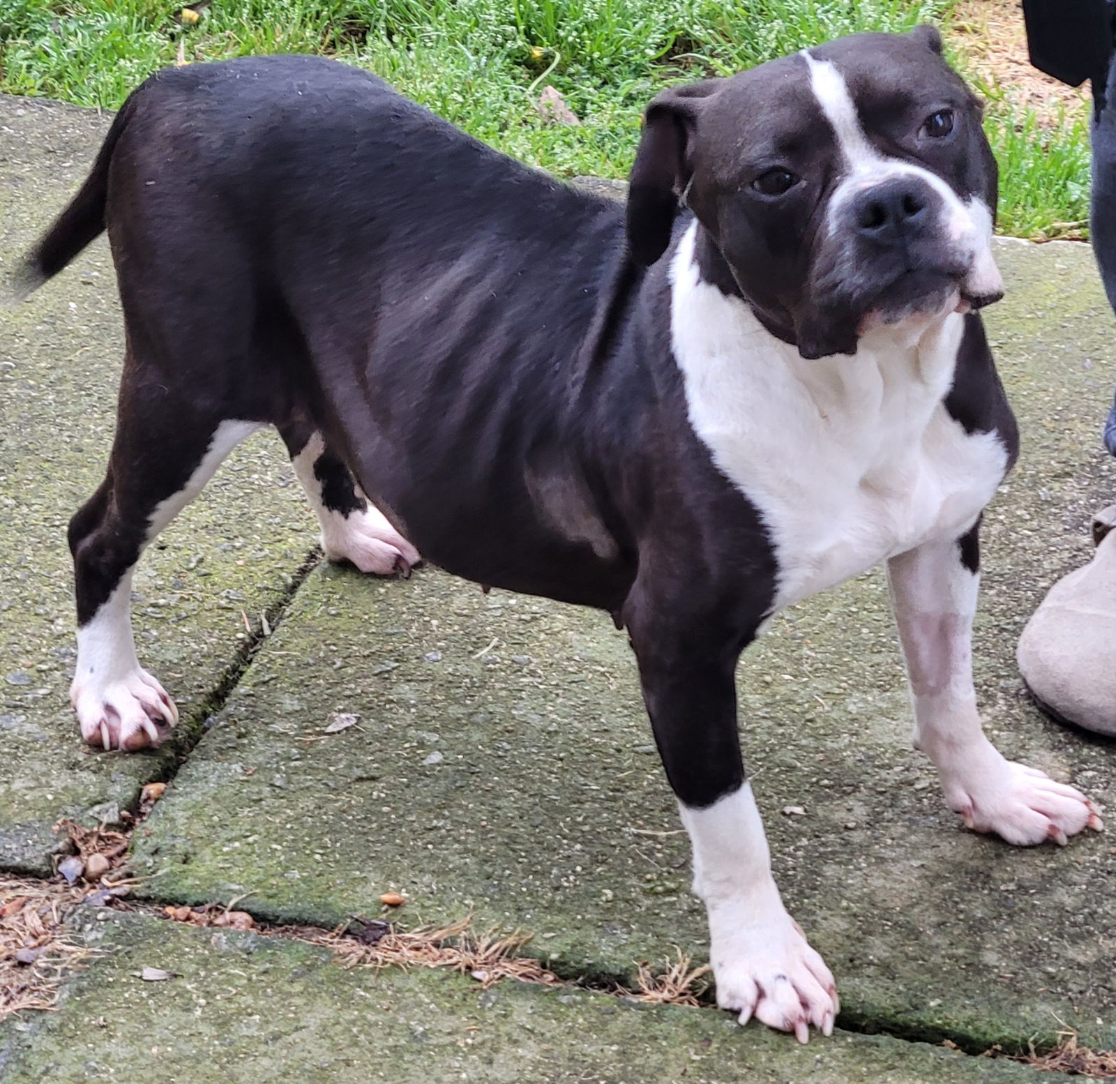 Nellie, an adoptable Pit Bull Terrier in Dallas, GA, 30132 | Photo Image 3