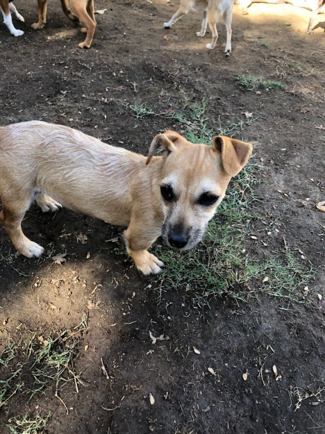 Dog For Adoption - Dot, A Dachshund & Chihuahua Mix In Fresno, Ca 