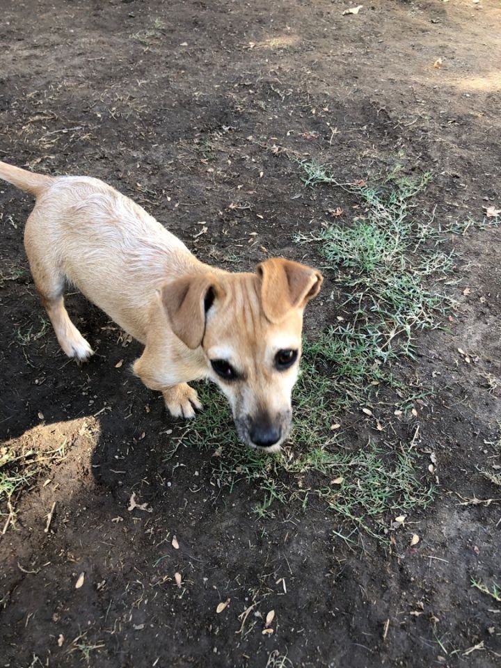 Dog for adoption - Dot, a Dachshund & Chihuahua Mix in Fresno, CA ...