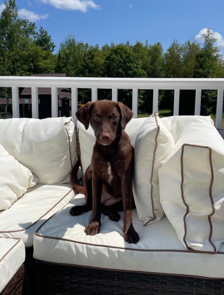 Emma, an adoptable Labrador Retriever Mix in Brunswick, ME_image-5