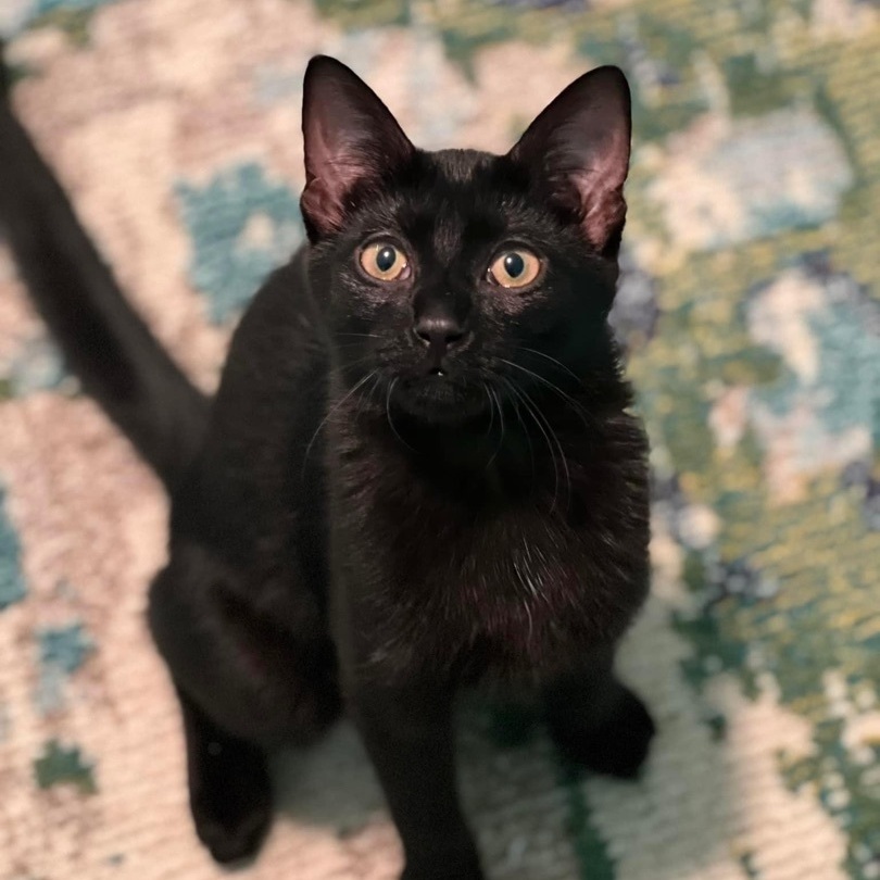 Cat for adoption - Lola, a Domestic Short Hair in Yaphank, NY | Petfinder