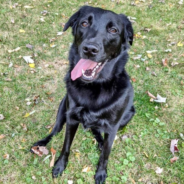 Scout, an adopted Labrador Retriever & Golden Retriever Mix in Rochester, NY_image-1
