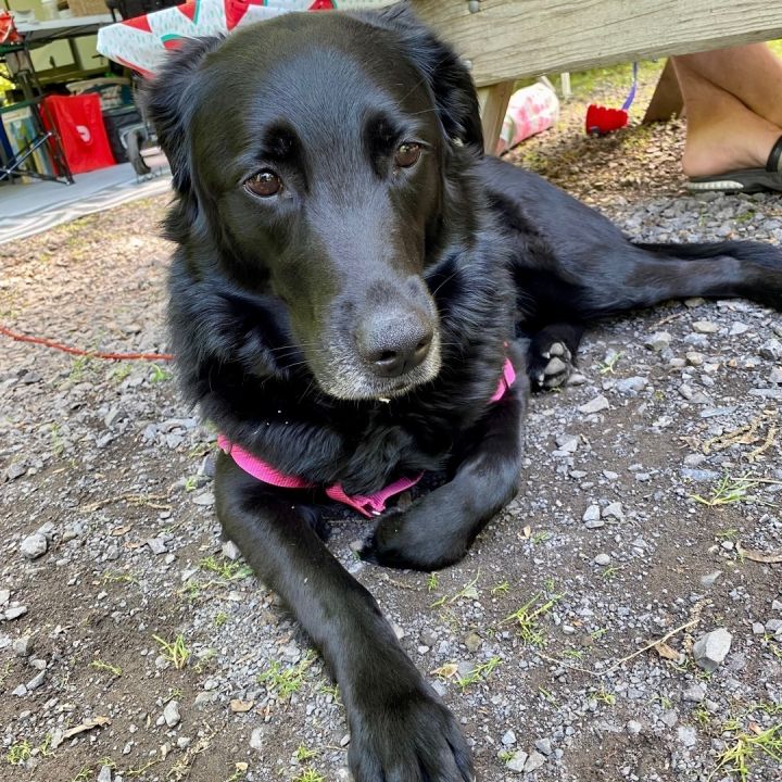 Scout, an adopted Labrador Retriever & Golden Retriever Mix in Rochester, NY_image-5