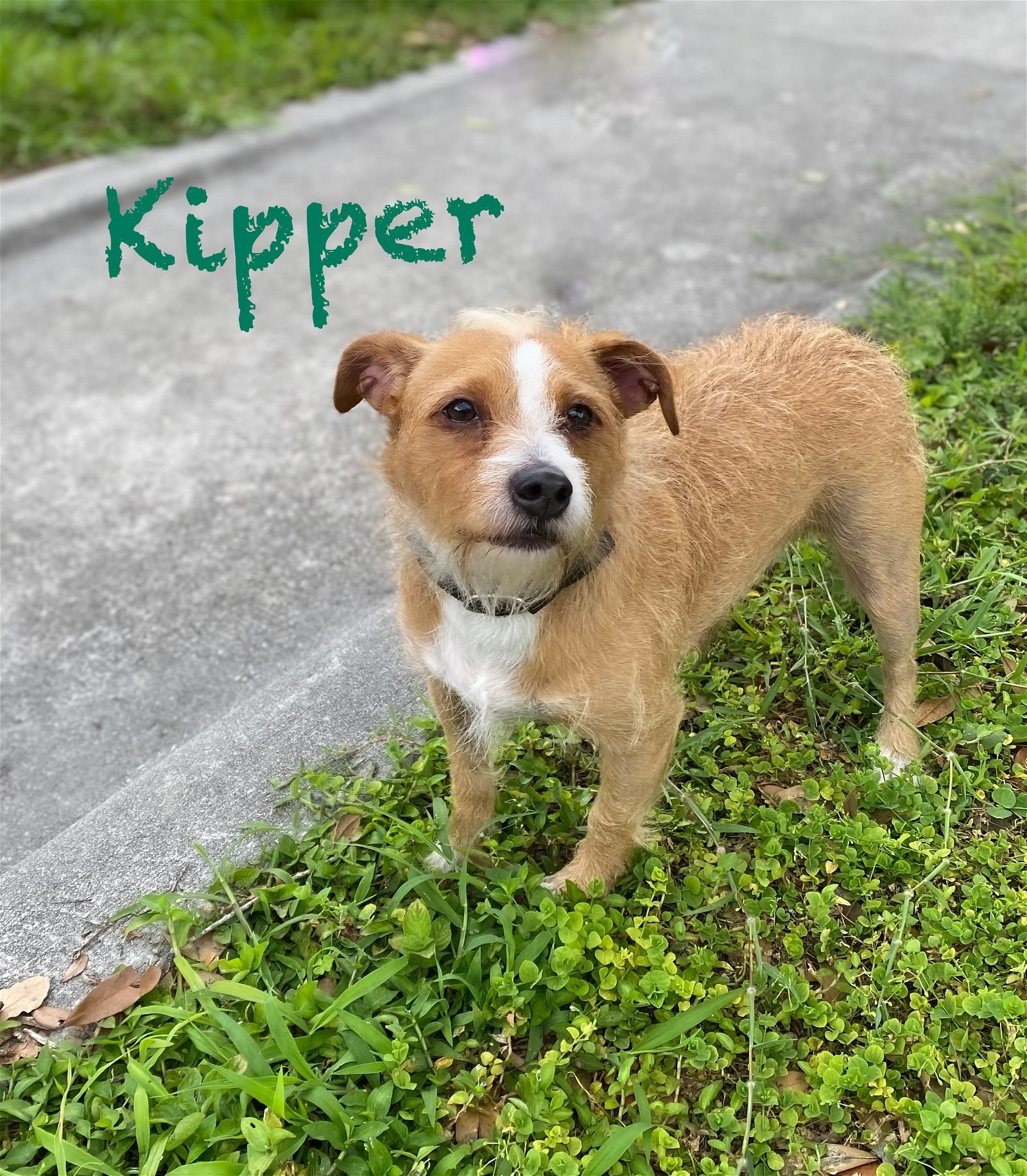 Kipper *Currently @ Training Camp*