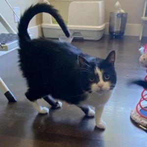 Maxie Domestic Short Hair Cat