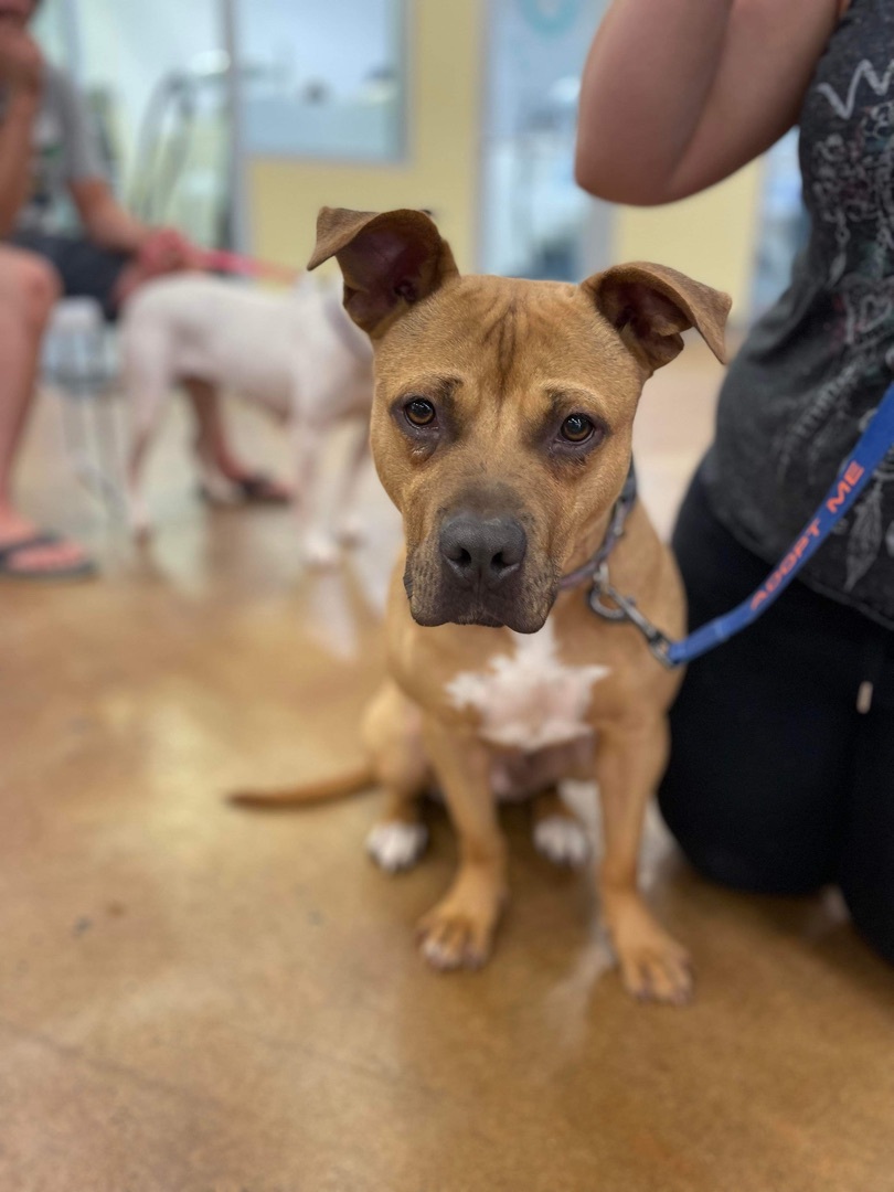 Willow (Foster Needed), an adoptable Pit Bull Terrier in Indianapolis, IN, 46227 | Photo Image 2