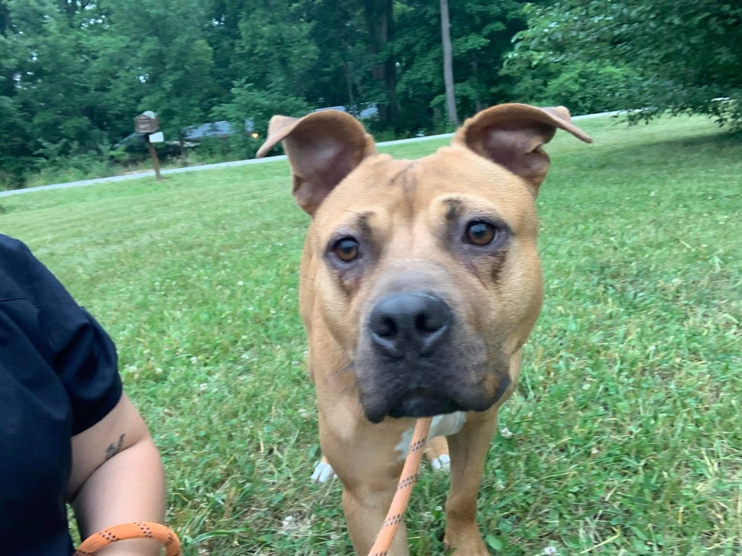 Willow (Foster Needed), an adoptable Pit Bull Terrier in Indianapolis, IN, 46227 | Photo Image 4