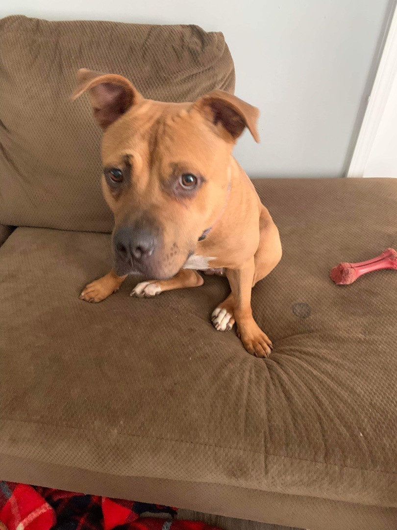 Willow (Foster Needed), an adoptable Pit Bull Terrier in Indianapolis, IN, 46227 | Photo Image 6