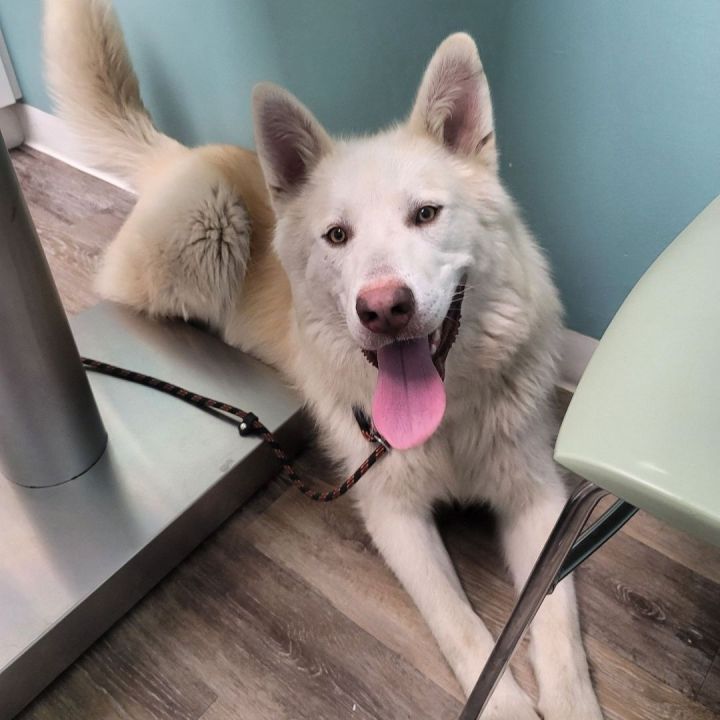 Great pyrenees store and husky mix