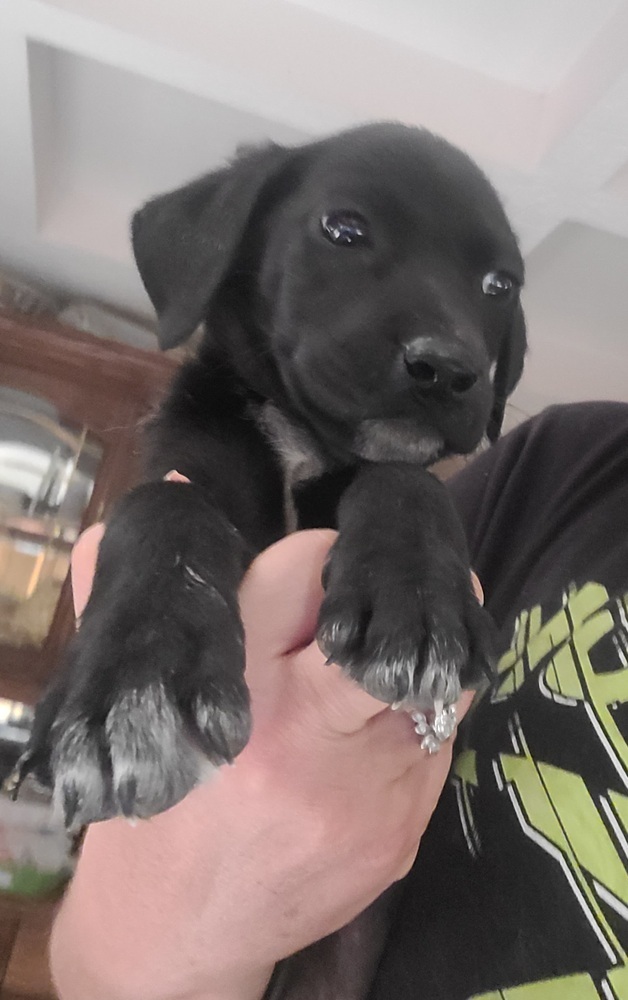 Breaking Bad : Jesse (Ash), an adoptable Labrador Retriever in Aurora, IN, 47001 | Photo Image 3