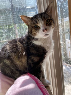 Deuce, Adult Male Domestic Short Hair