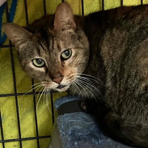 Flo, an adoptable Domestic Short Hair in Folsom, LA, 70437 | Photo Image 1