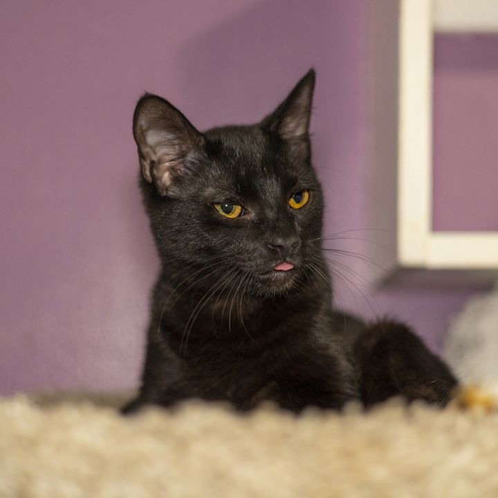 Zion, an adoptable Domestic Short Hair in Vancouver, WA_image-2