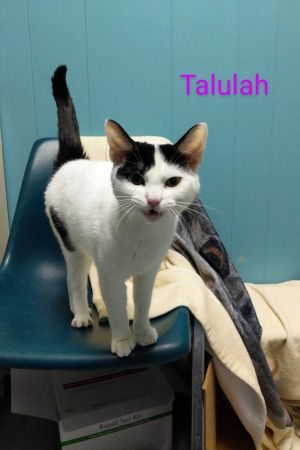 Talulah