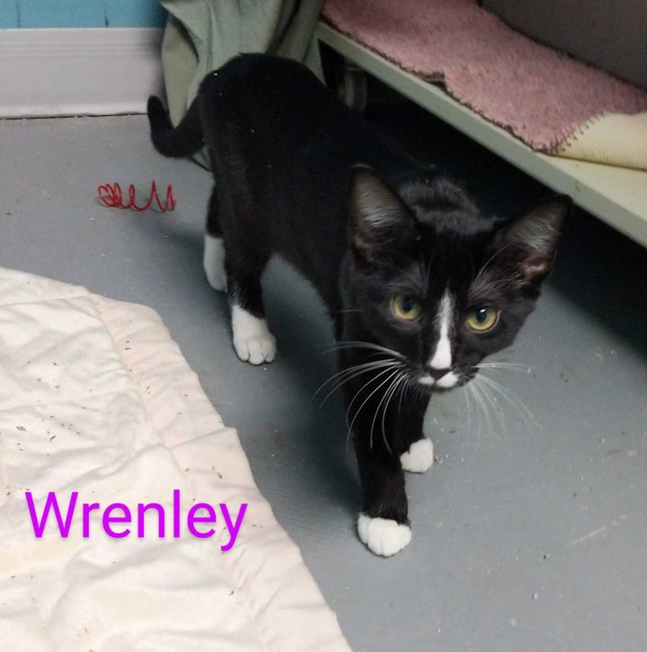 Wrenley, an adoptable Domestic Short Hair Mix in Springfield, MO_image-1