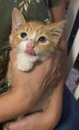 Monkey, an adoptable Domestic Short Hair in Camden, SC, 29021 | Photo Image 1