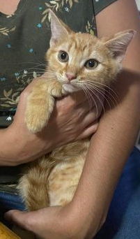 Spunky, an adoptable Domestic Short Hair in Camden, SC, 29021 | Photo Image 1