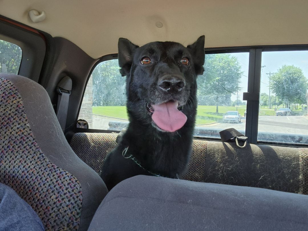 Lexus, an adoptable German Shepherd Dog in Stuart, VA, 24171 | Photo Image 2