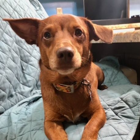 Crowley, an adoptable Dachshund & Terrier Mix in Southington, CT_image-1