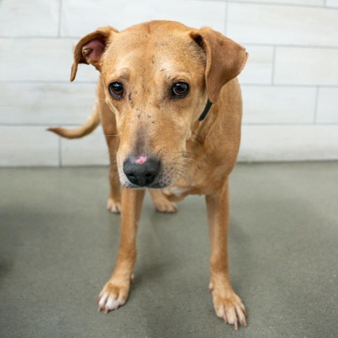 Daddy, an adoptable Cattle Dog in West Jordan, UT, 84084 | Photo Image 1