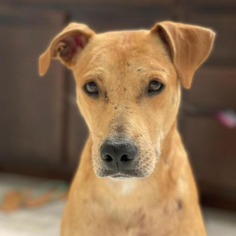 Daddy, an adoptable Cattle Dog in West Jordan, UT, 84084 | Photo Image 2