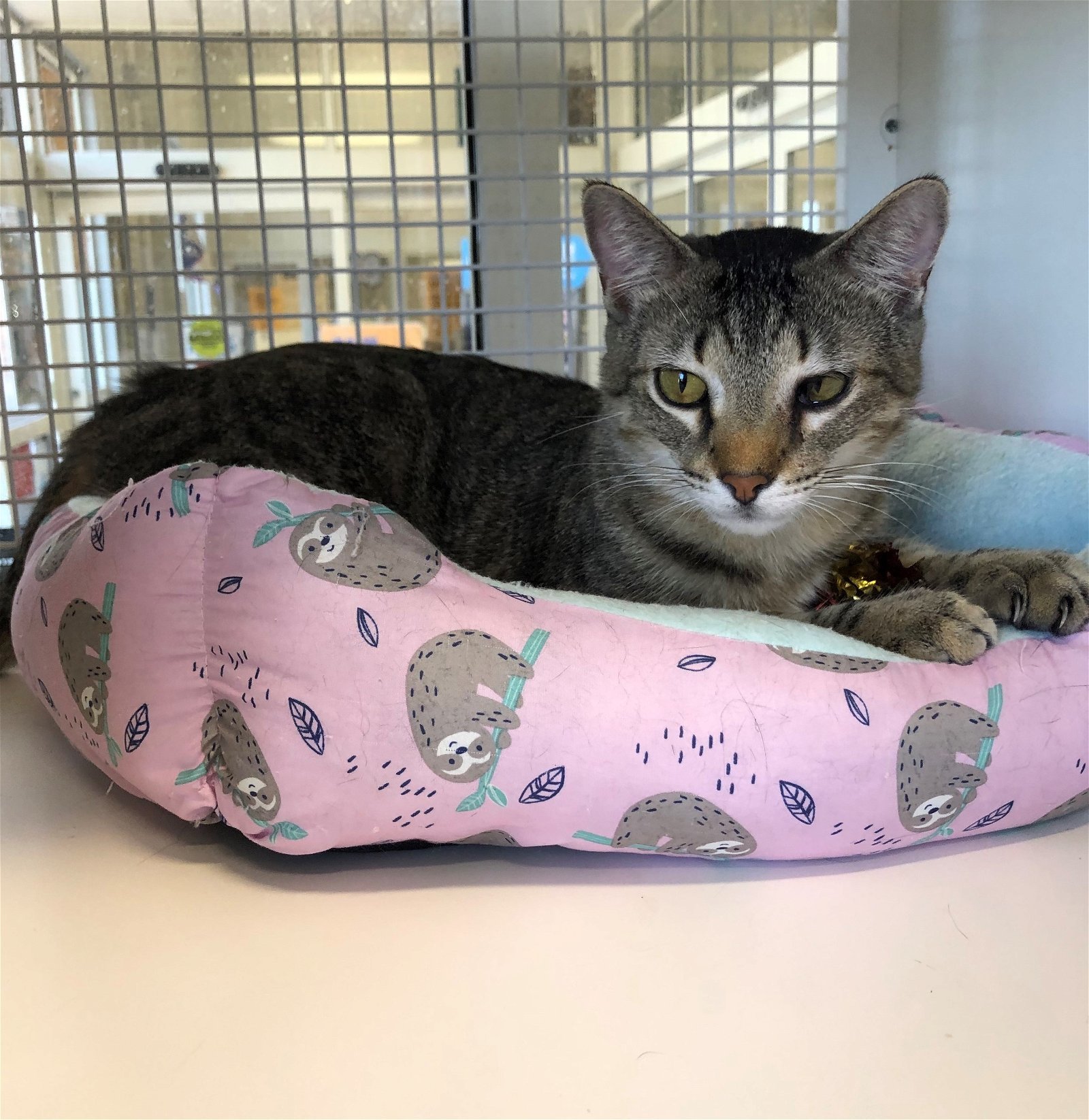Broc, an adoptable Tabby in Southaven, MS, 38672 | Photo Image 1