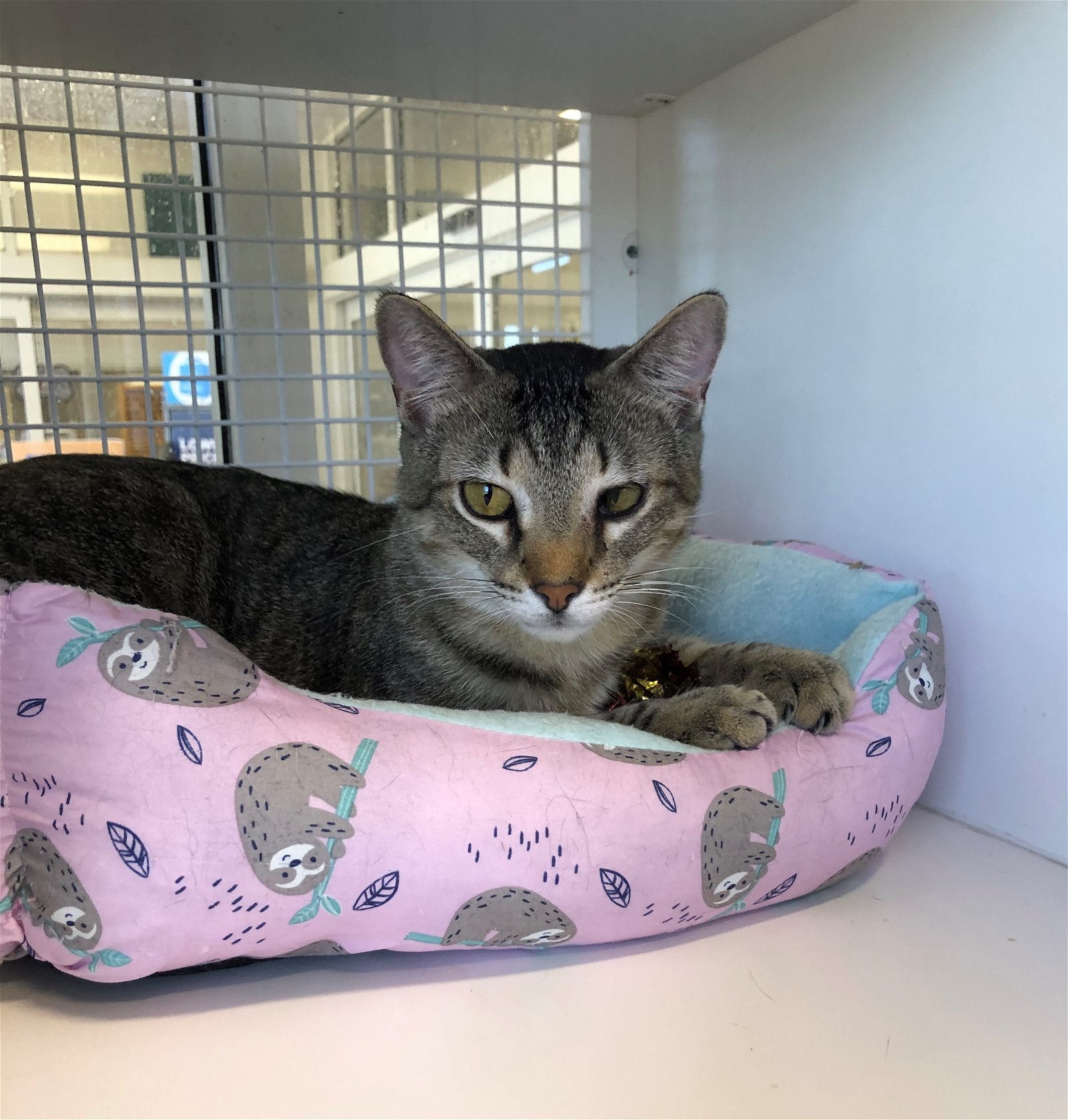 Broc, an adoptable Tabby in Southaven, MS, 38672 | Photo Image 2