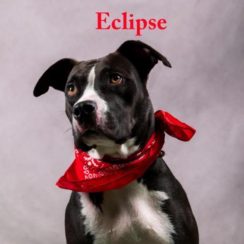 Eclipse 07-2461