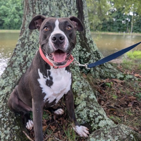 Eclipse 07-2461, an adoptable Pit Bull Terrier in Tyrone, GA, 30290 | Photo Image 1