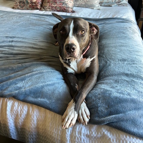 Eclipse 07-2461, an adoptable Pit Bull Terrier in Tyrone, GA, 30290 | Photo Image 1