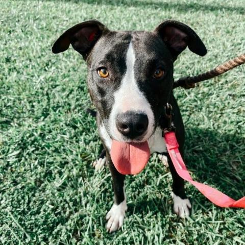 Eclipse 07-2461, an adoptable Pit Bull Terrier in Tyrone, GA, 30290 | Photo Image 2